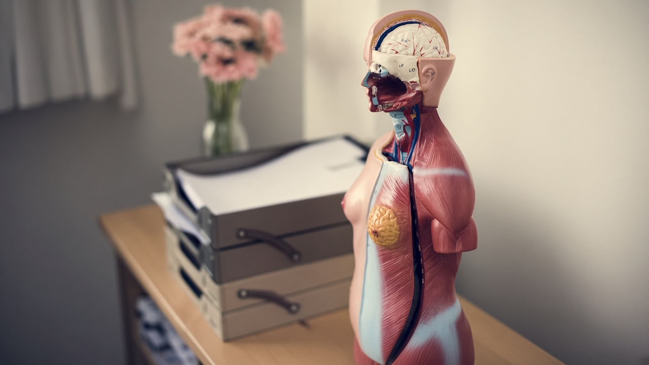 Masa üzerinde, süregelen yük altındaki birbirine bağlı sistemleri çağrıştıran anatomik bir gövde modeli